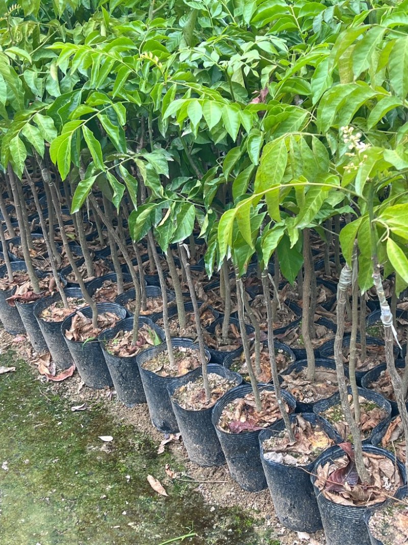 无籽黄皮/大果品种/12块/棵基地价