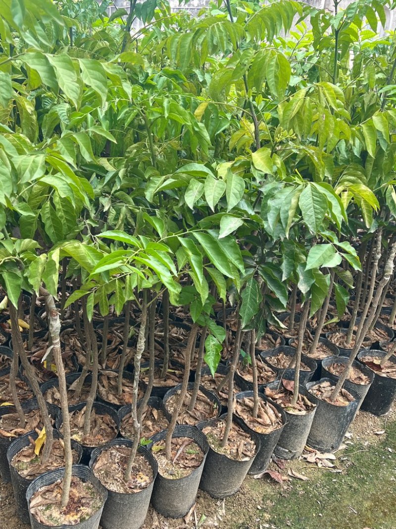 无籽黄皮/大果品种/12块/棵基地价