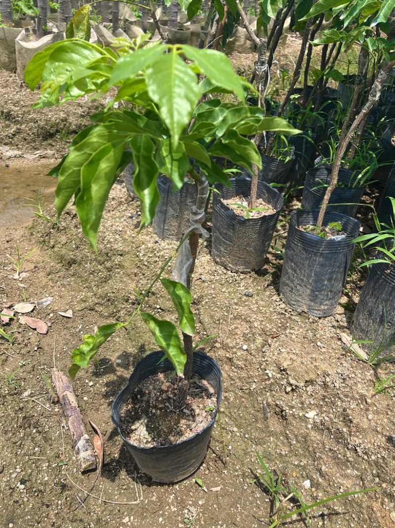 鸡心黄皮/黄皮苗/¥8块/棵。基本50/60高左右