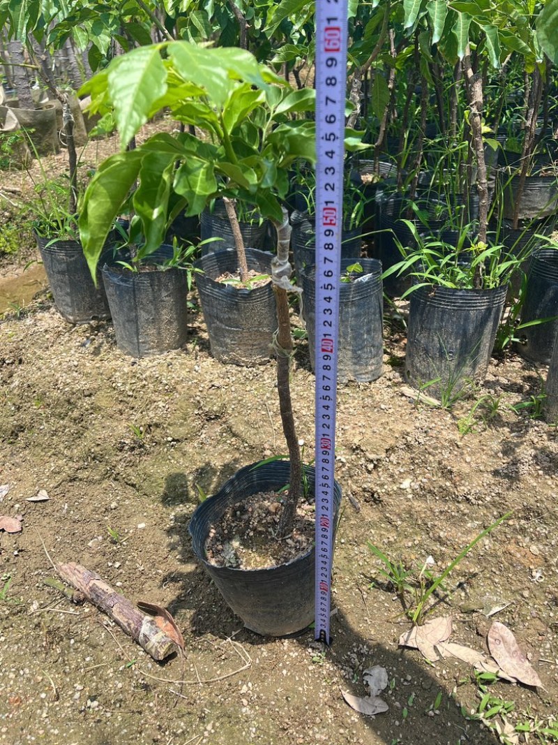 鸡心黄皮/黄皮苗/¥8块/棵。基本50/60高左右