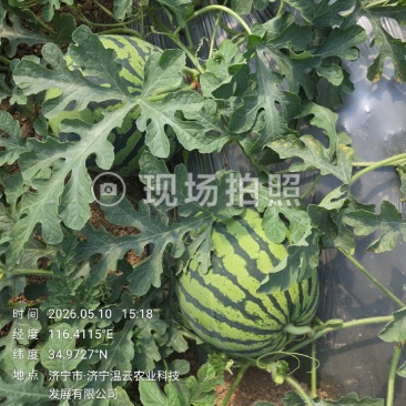 西瓜