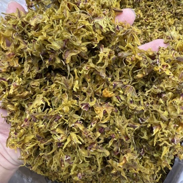 铁皮石斛花，仿野生