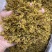 铁皮石斛花，仿野生