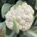 一代金光70天花菜种子杂交抗病耐热花球洁白松花菜种籽孑