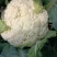 一代金光80天花菜种子杂交株型大松花菜种籽花球洁白抗病