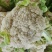 天使散花60天花菜种子杂交花球大耐热抗病花球松散松花菜种