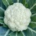 天使散花60天花菜种子杂交花球大耐热抗病花球松散松花菜种