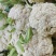 天使散花60天花菜种子杂交花球大耐热抗病花球松散松花菜种