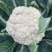 天使散花60天花菜种子杂交花球大耐热抗病花球松散松花菜种