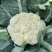 天使散花100天花菜种子株型较小花球松散耐热抗病松花菜种
