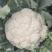 天使散花100天花菜种子株型较小花球松散耐热抗病松花菜种