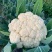 天使散花100天花菜种子株型较小花球松散耐热抗病松花菜种
