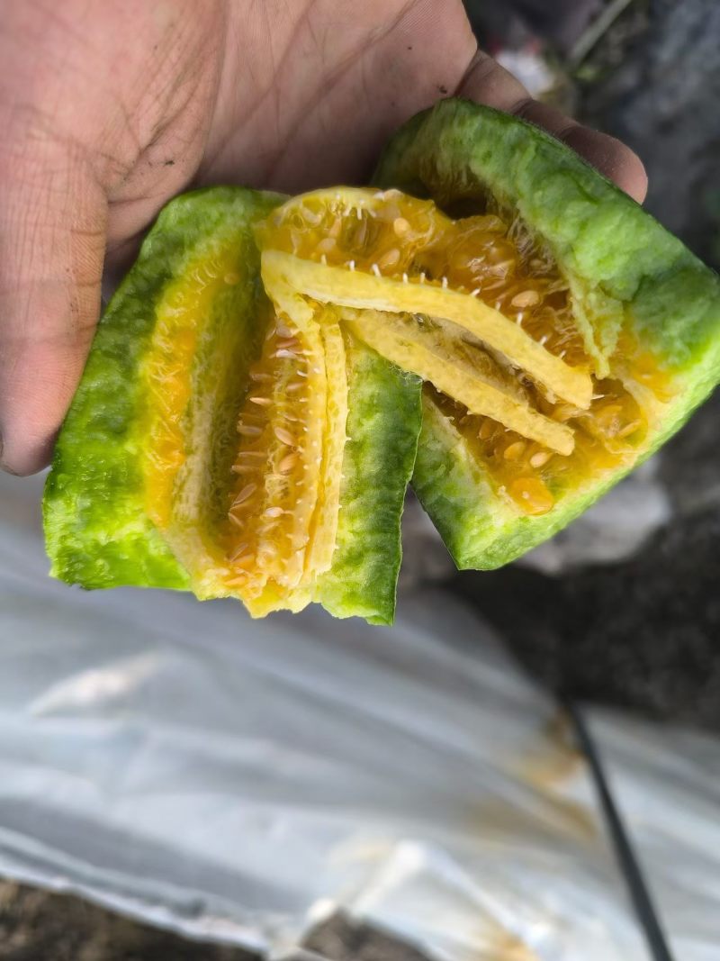 怀远唐集本地大棚甜瓜✨现摘现卖