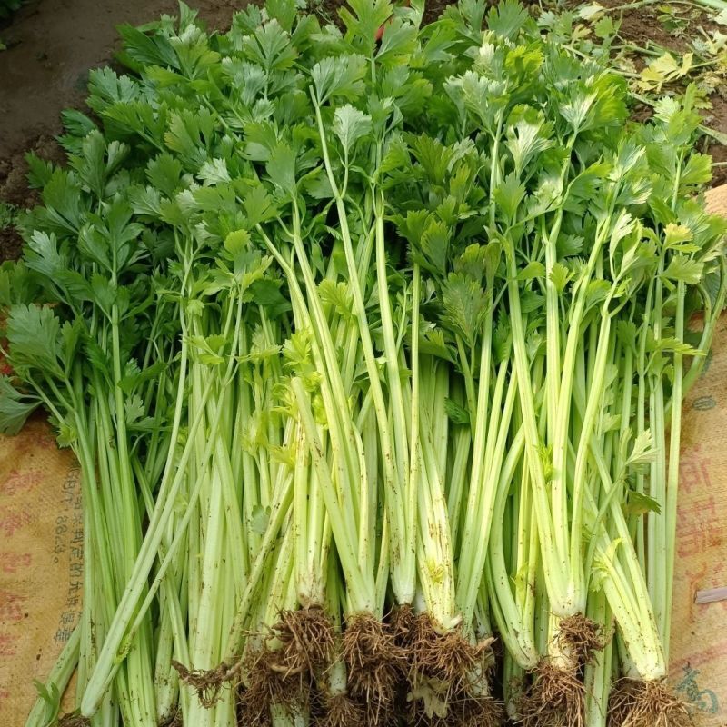 烈焰快芹芹菜种子高产抗病粗纤维少抽苔晚生产快鲜嫩速生