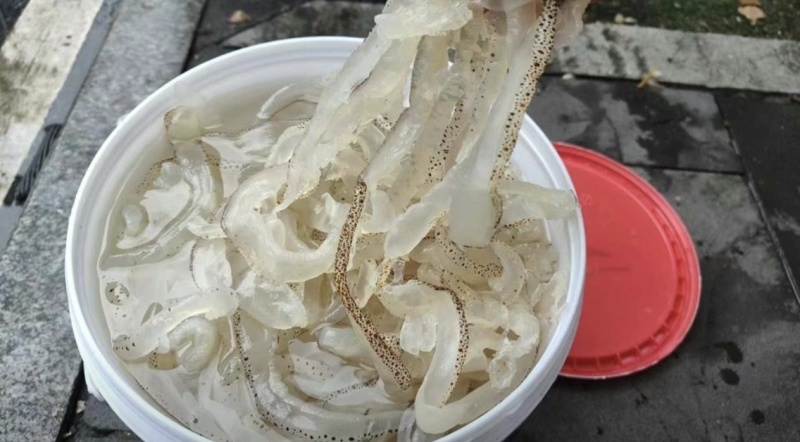 海蜇丝批发