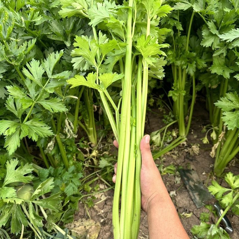 神禾美季西芹种子口感好速生实心芹菜高产抗病商品性佳农家