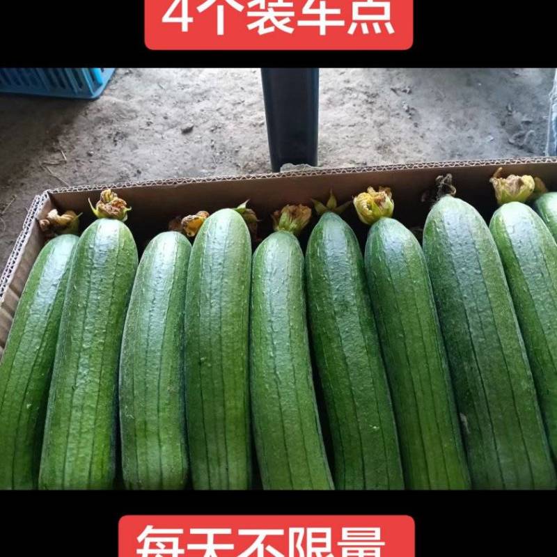 江苏南通高价收油皮丝瓜