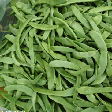【商河芸豆】芸豆产地，精品芸豆，供应大扁，扁青直供