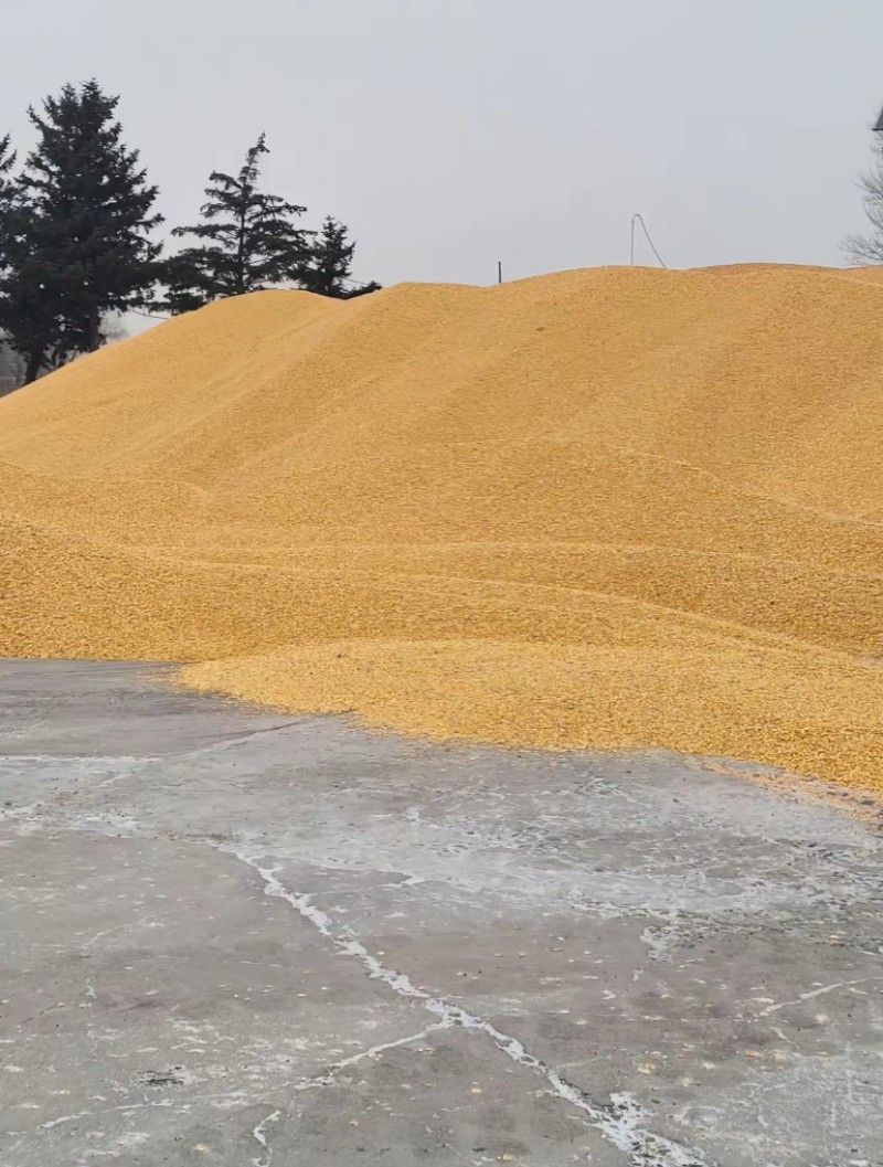 新鲜玉米两千斤起批价格便宜