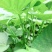 长期供应地瓜叶红薯叶蔬菜