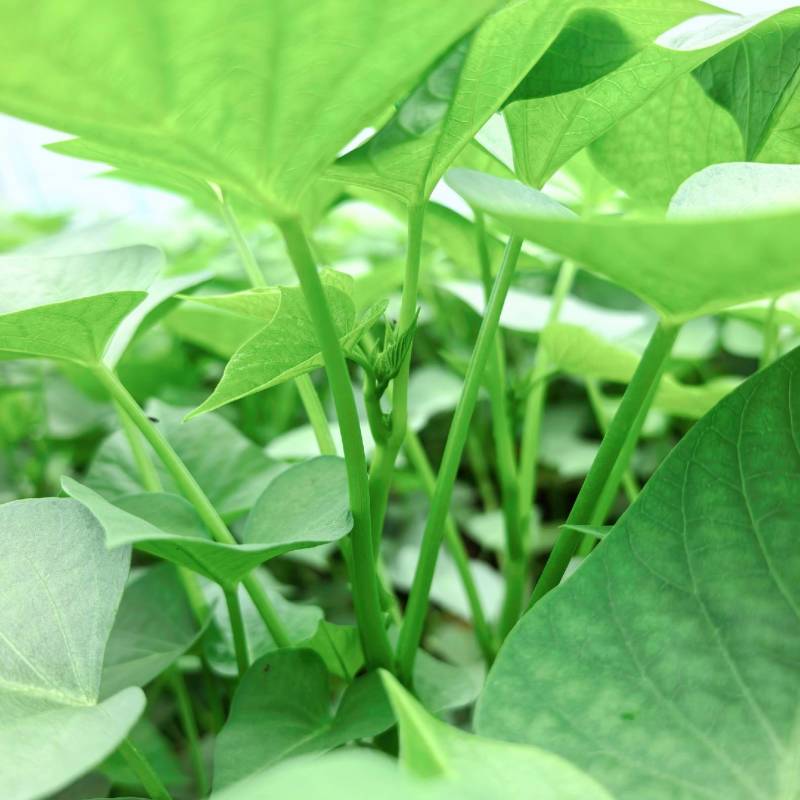 长期供应地瓜叶红薯叶蔬菜