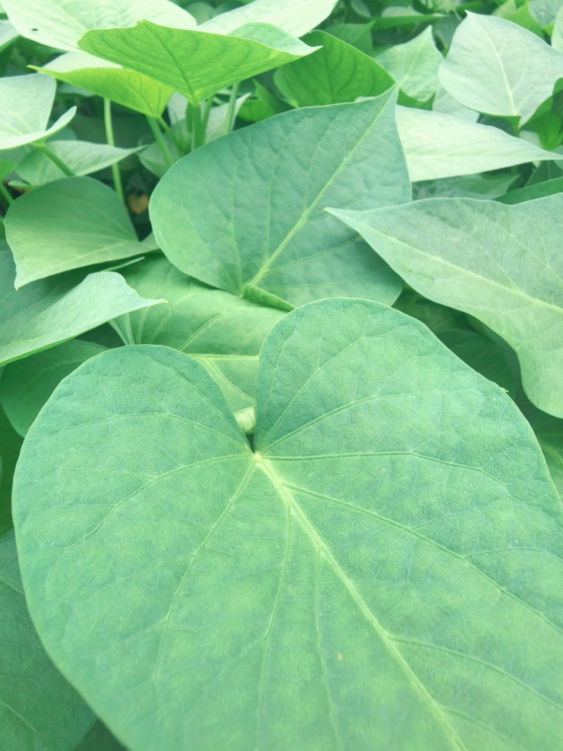 长期供应地瓜叶红薯叶蔬菜