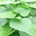 长期供应地瓜叶红薯叶蔬菜