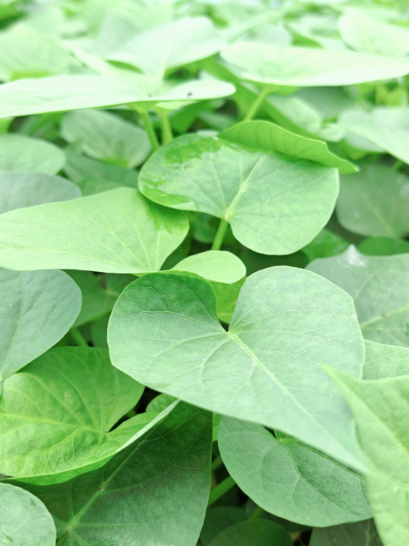 长期供应地瓜叶红薯叶蔬菜