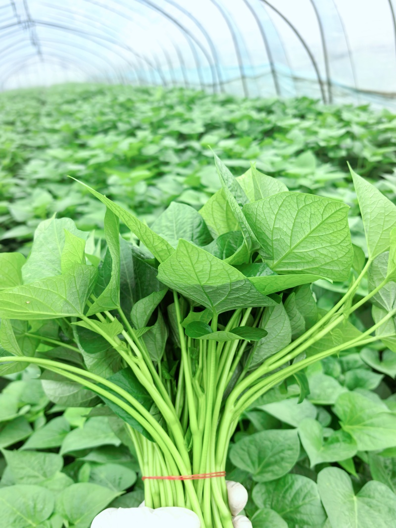 长期供应地瓜叶红薯叶蔬菜