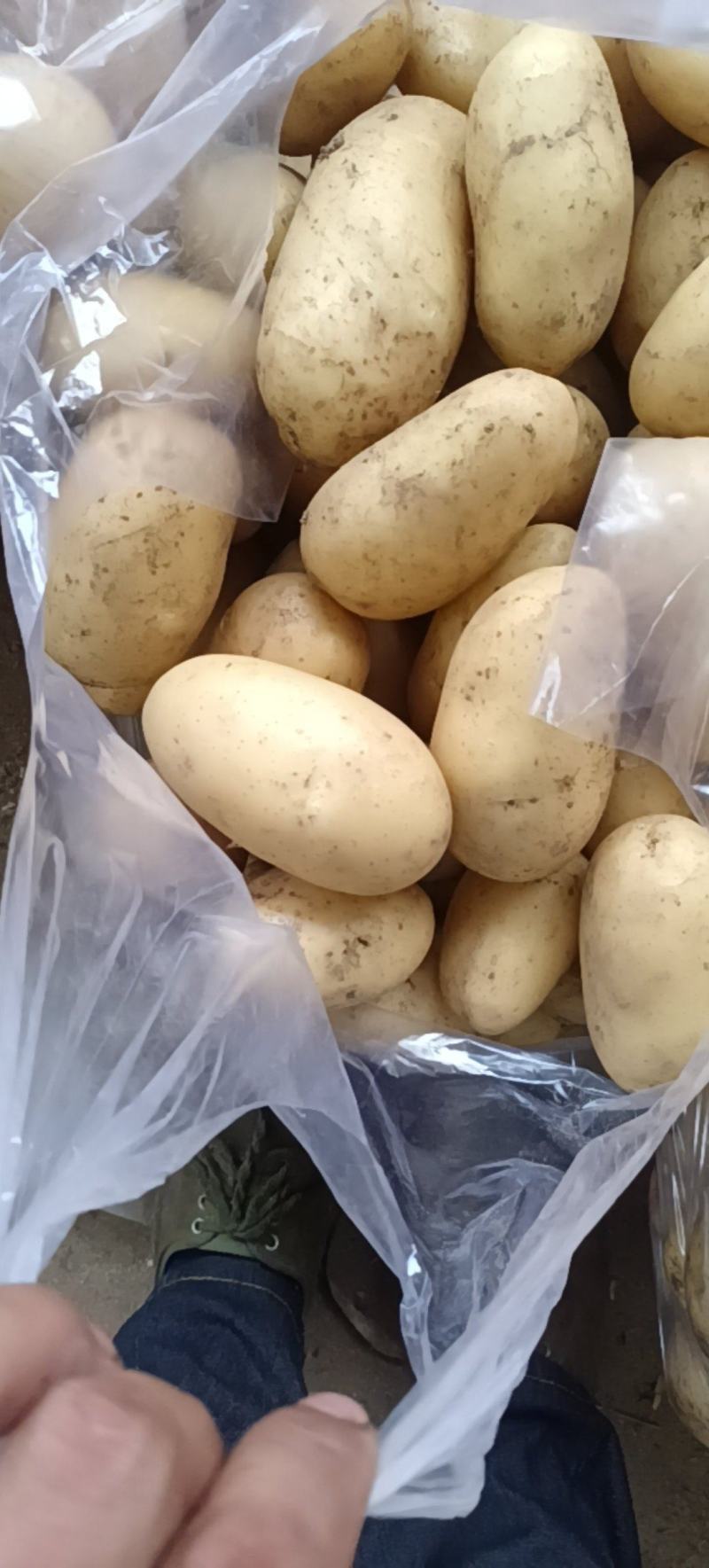 黄心土豆