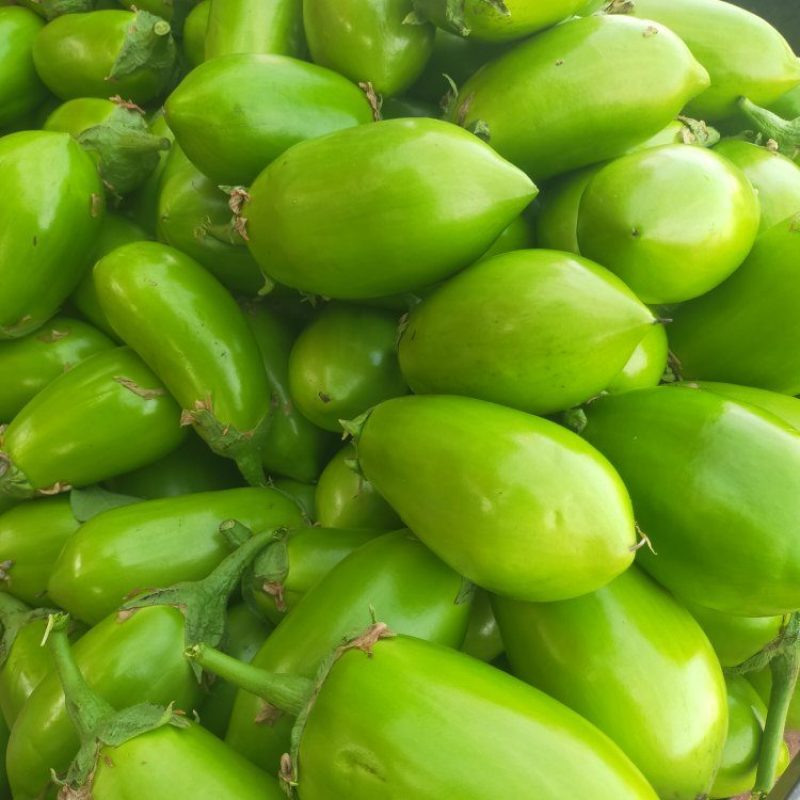 【茄子】大棚青茄已大量上市供应各大市场电商可视频看货