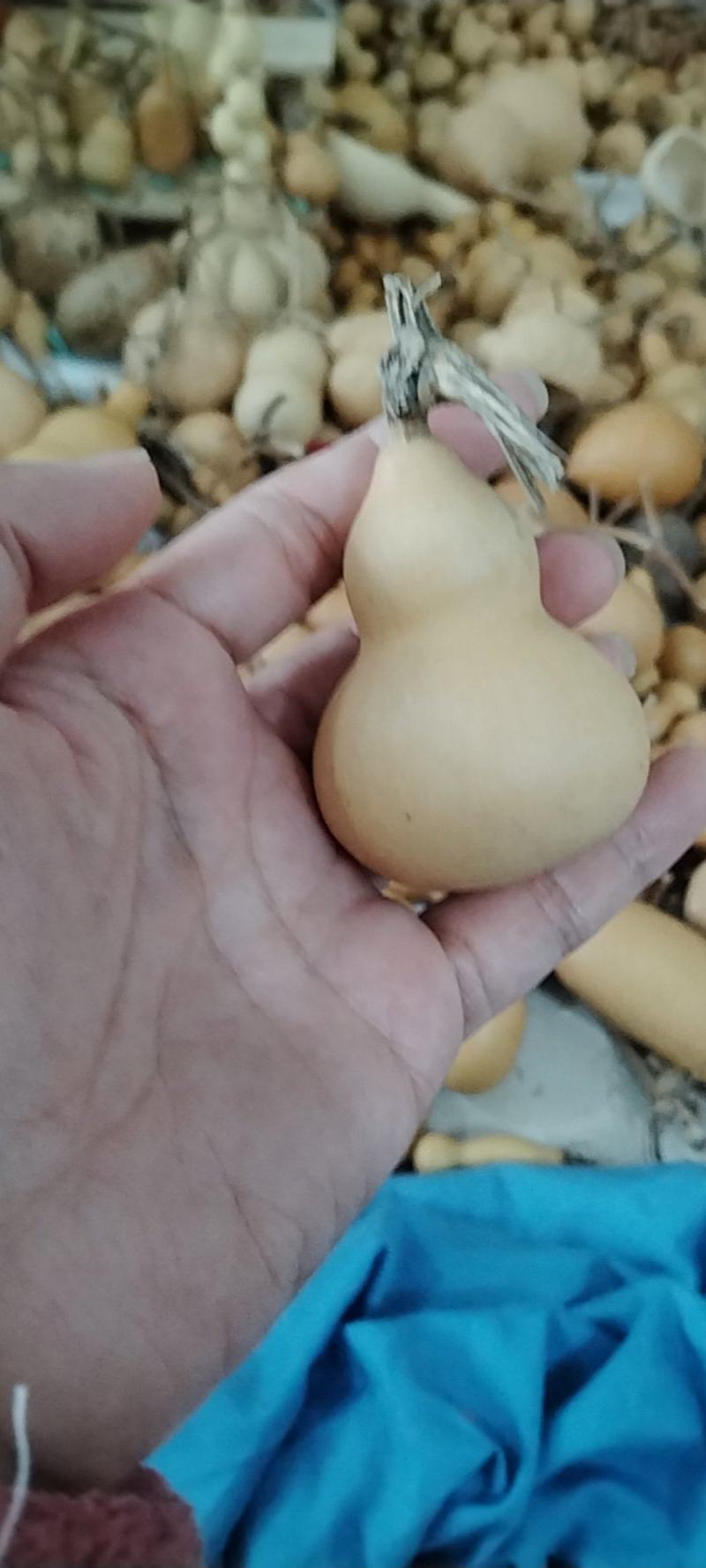 小美国葫芦