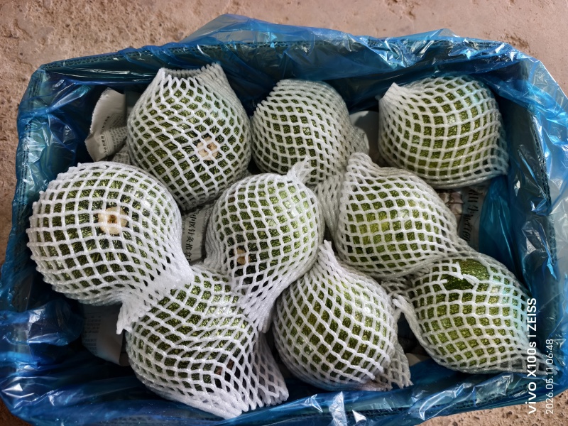 海门区自产自销精品（圆西葫芦），精品质量，价质便宜