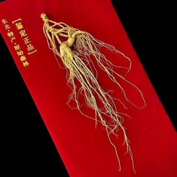 林下参