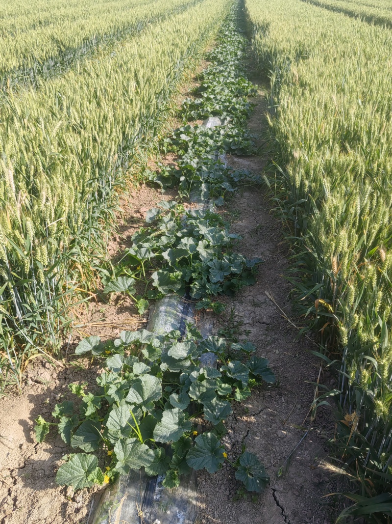 美浓甜瓜，产地直发，量大优惠，万亩基地