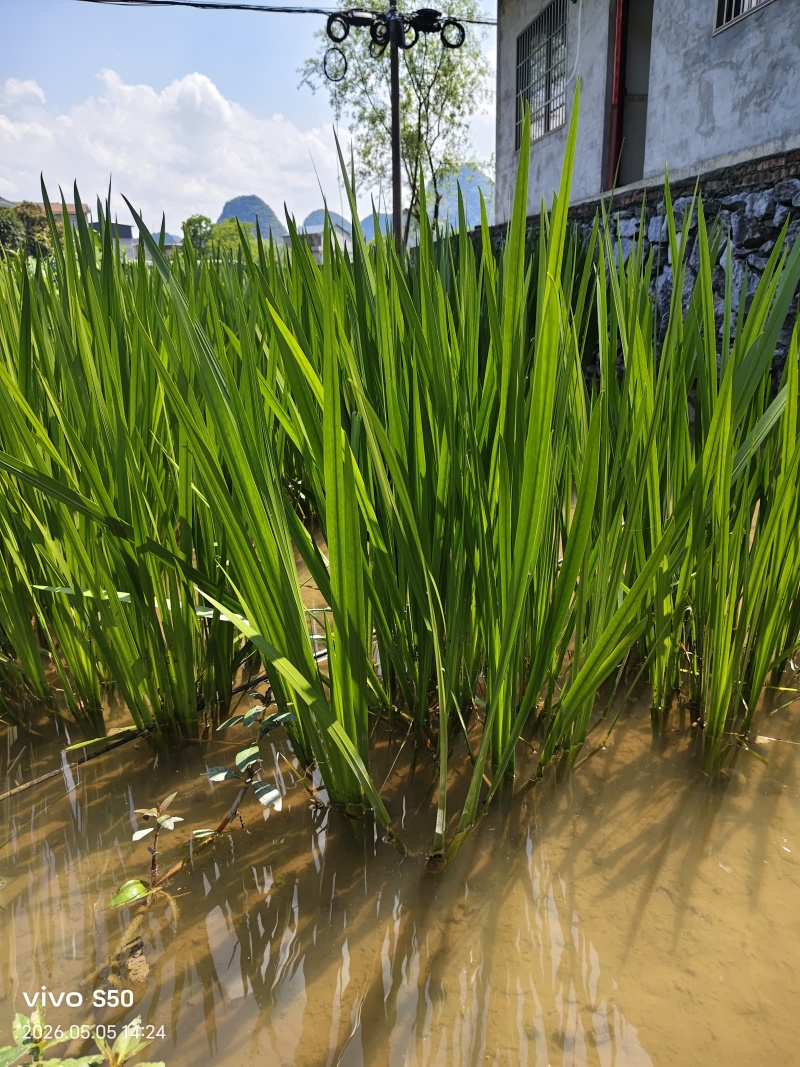 水菖蒲.端午节辟邪.鱼塘养殖.景区绿化等.
