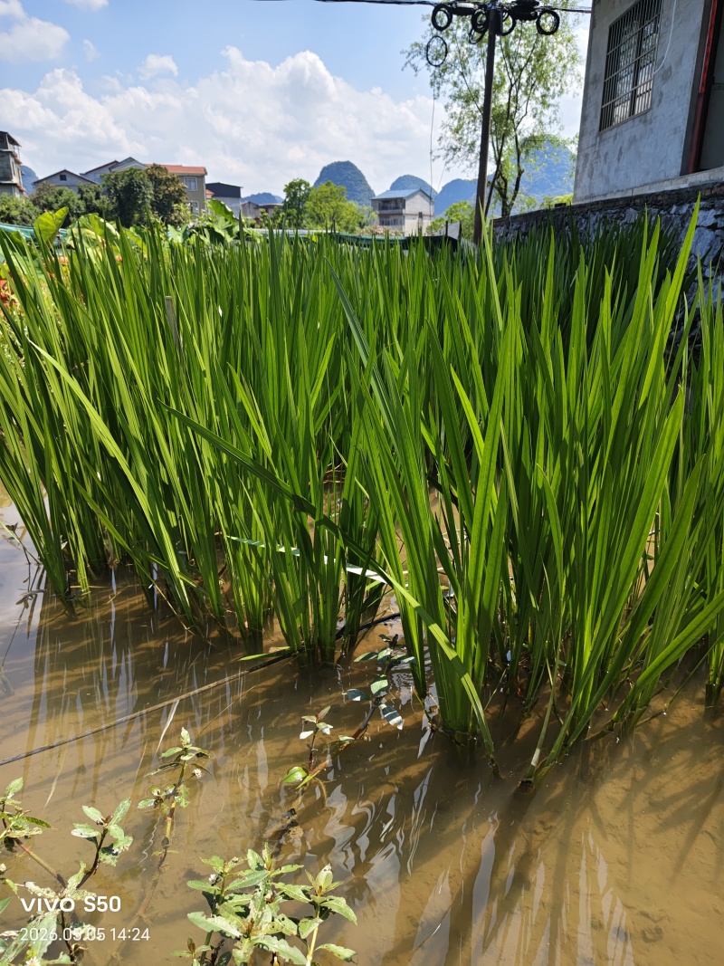 水菖蒲.端午节辟邪.鱼塘养殖.景区绿化等.