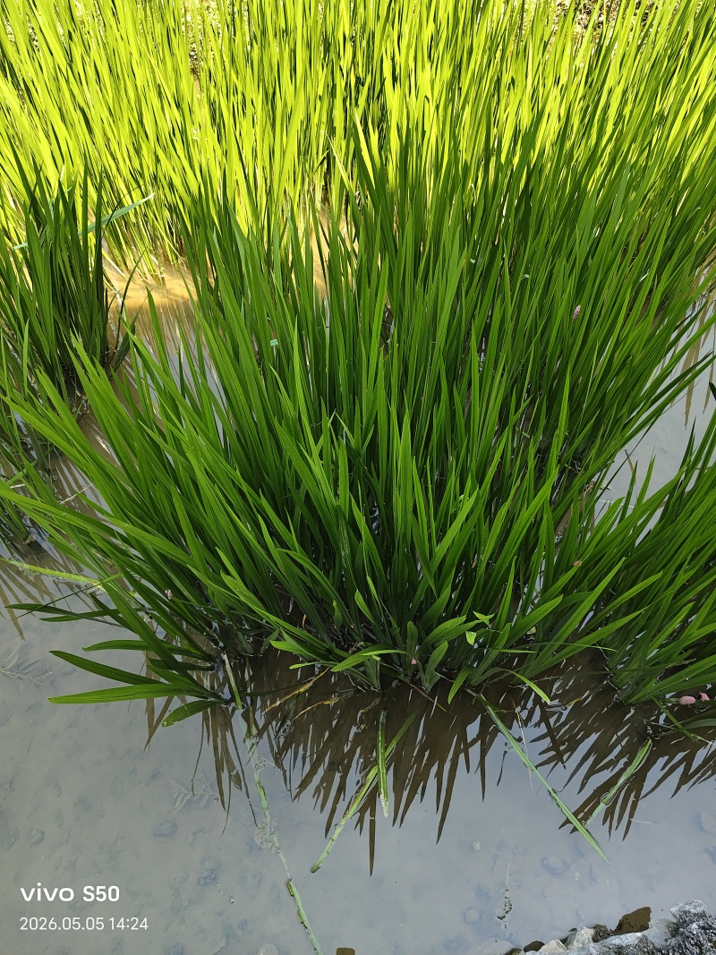 水菖蒲.端午节辟邪.鱼塘养殖.景区绿化等.
