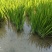 水菖蒲.端午节辟邪.鱼塘养殖.景区绿化等.