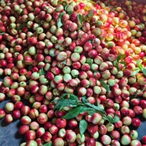 湖北随州露天油桃毛桃大量上市