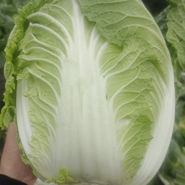 高山黄心大白菜