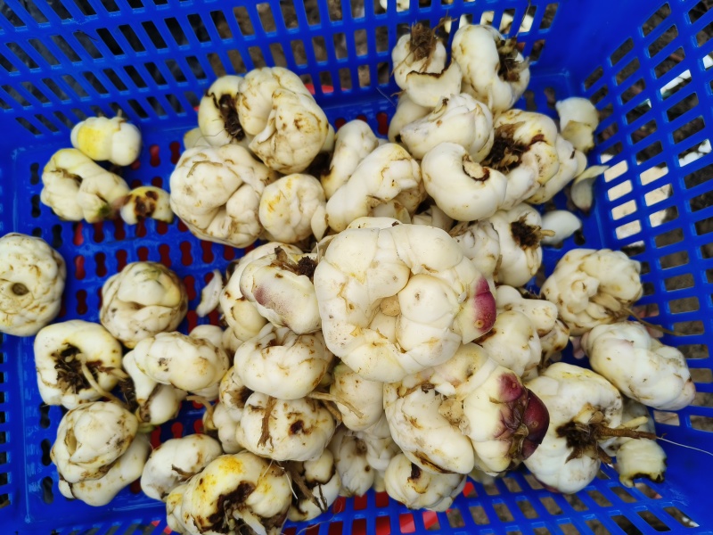 鲜或干百合