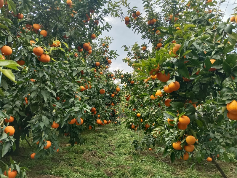 寻有实力收购我们丽江永胜县三川睦科的沃柑，果大耐运输优质