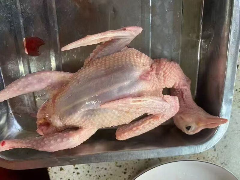 乳鸽