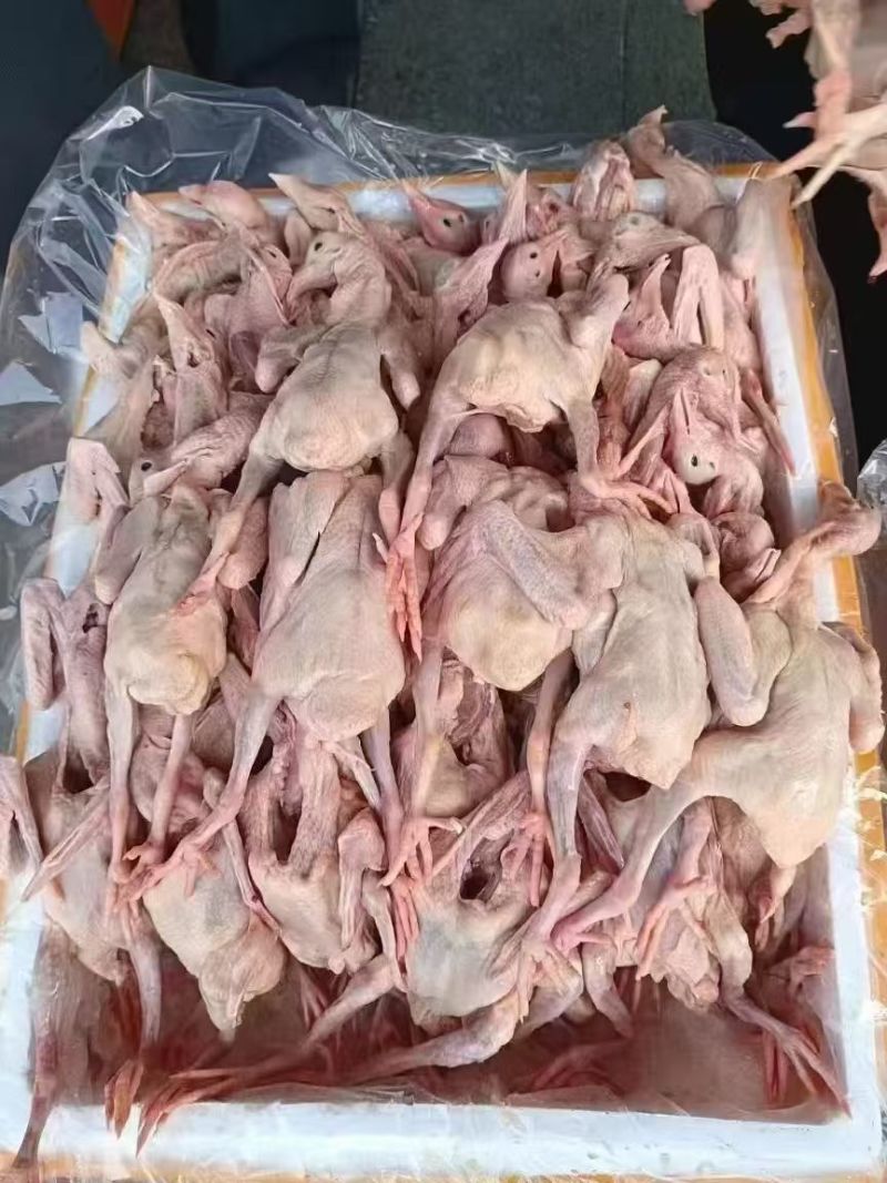乳鸽