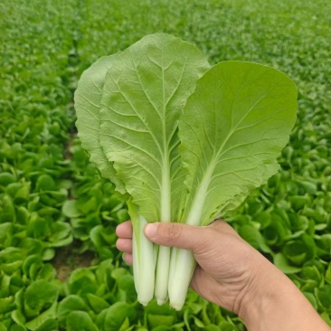 山东快菜，精品小白菜，奶白菜，产地直供，价格优惠