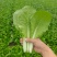 山东快菜，精品小白菜，奶白菜，产地直供，价格优惠