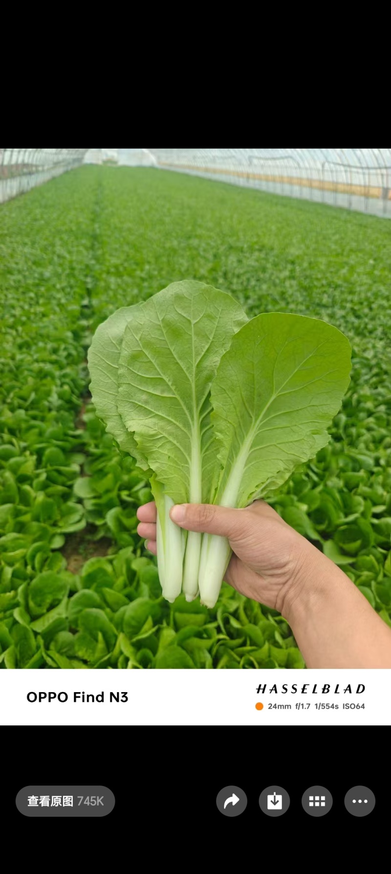 山东快菜，精品小白菜，奶白菜，产地直供，价格优惠
