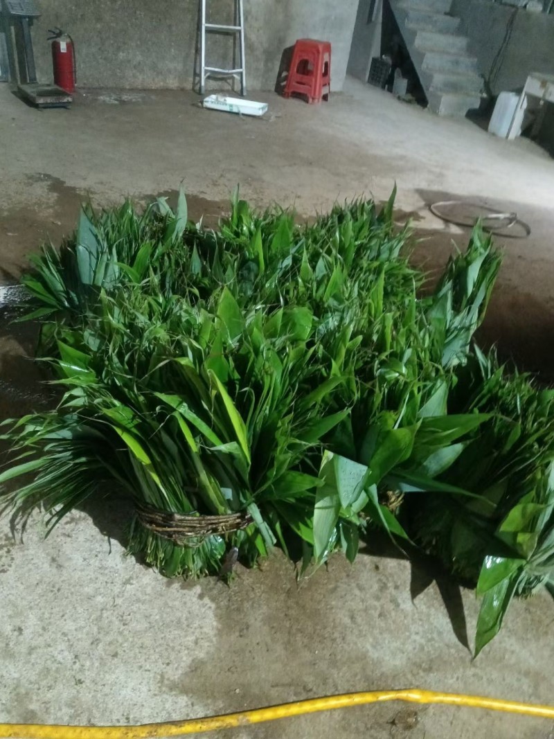 野生粽叶产地直发