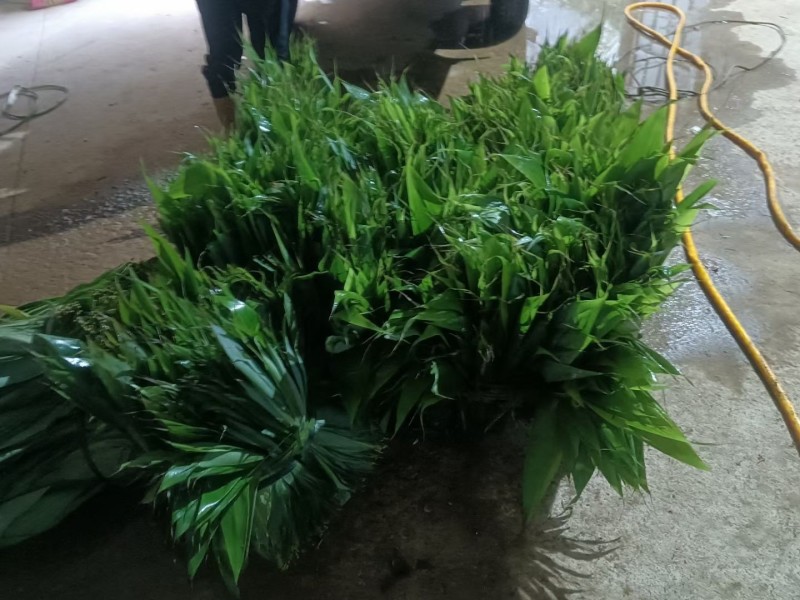 野生粽叶产地直发